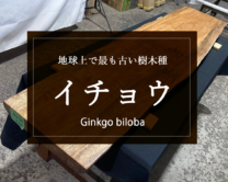 【銀杏（イチョウ）】時間とともに独特の味わいを出す美しい銘木。